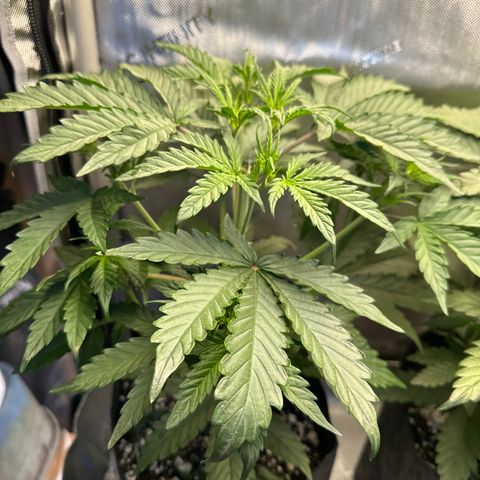 Bruce Banner Autoflower - ILGM growlog photo: 2 out of 3 made it. Gave plant #1 to a buddy as she didn't sprout enough for me to keep her