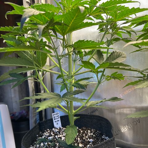 Bruce Banner Autoflower - ILGM growlog photo: 2 out of 3 made it. Gave plant #1 to a buddy as she didn't sprout enough for me to keep her