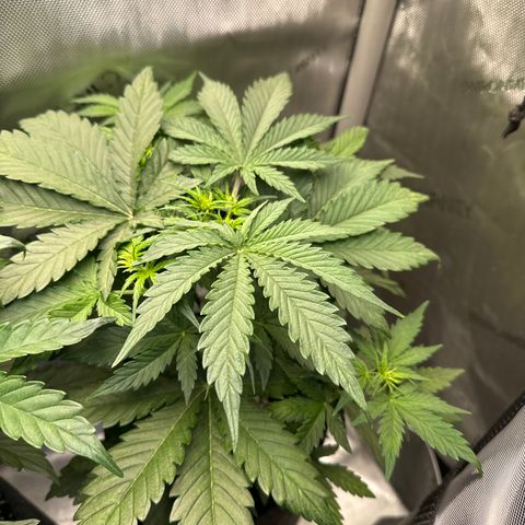 Bruce Banner Autoflower - ILGM growlog photo: 2 out of 3 made it. Gave plant #1 to a buddy as she didn't sprout enough for me to keep her