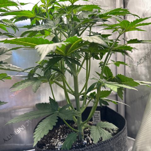 Bruce Banner Autoflower - ILGM growlog photo: 2 out of 3 made it. Gave plant #1 to a buddy as she didn't sprout enough for me to keep her