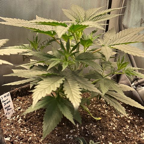 Sour Diesel - ILGM growlog timeline photo