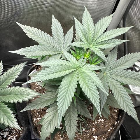 Sour Diesel - ILGM growlog timeline photo