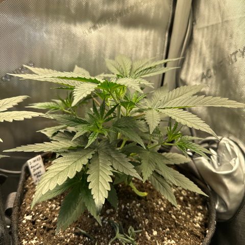 Sour Diesel - ILGM growlog timeline photo