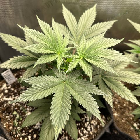 Sour Diesel - ILGM growlog timeline photo