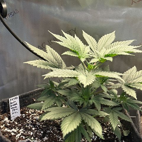 Sour Diesel - ILGM growlog timeline photo