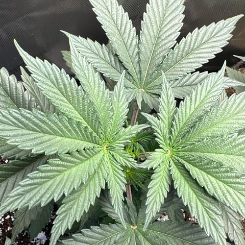 Sour Diesel - ILGM growlog timeline photo