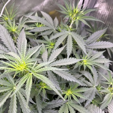 Kim growlog timeline photo