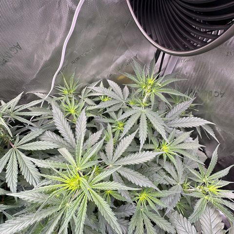 Kim growlog timeline photo