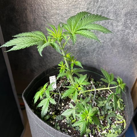 Cherry Pie - ILGM growlog photo: LST 