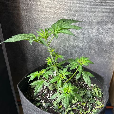 Cherry Pie - ILGM growlog photo: LST 