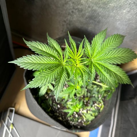 Cherry Pie - ILGM growlog photo: LST 