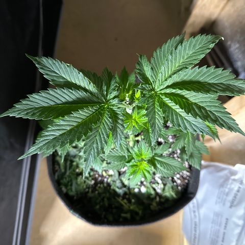 Cherry Pie - ILGM growlog timeline photo