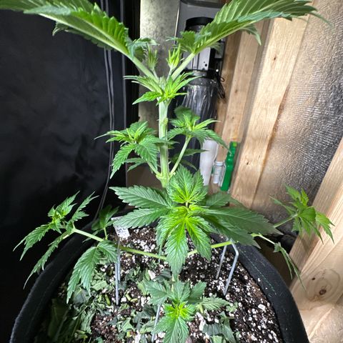 Cherry Pie - ILGM growlog timeline photo