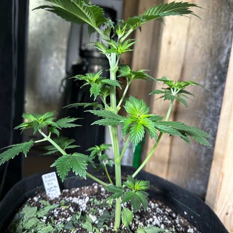Cherry Pie - ILGM growlog timeline photo