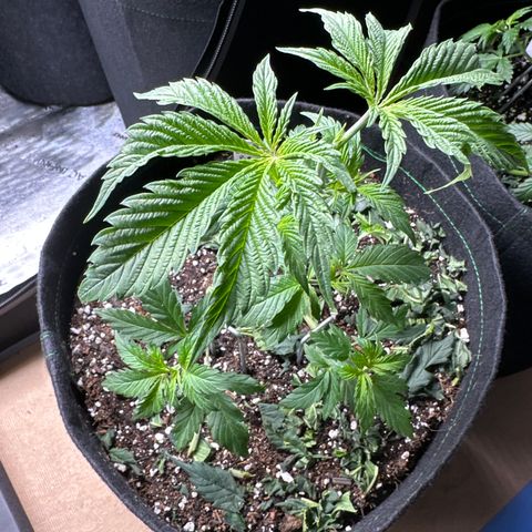 Cherry Pie - ILGM growlog timeline photo