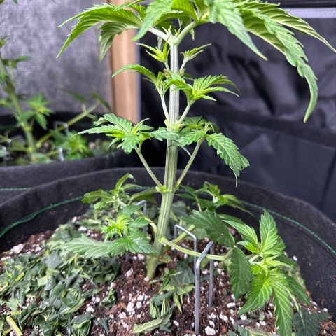 Cherry Pie - ILGM growlog timeline photo