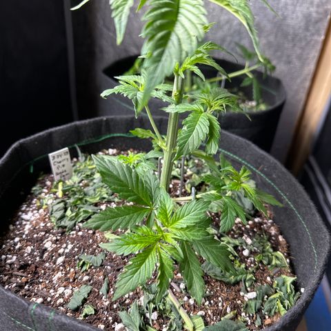 Cherry Pie - ILGM growlog timeline photo