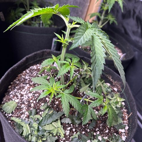 Sweet Tooth - ILGM growlog photo: LST, Topped and cut oversized fan leaves 