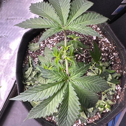 Sweet Tooth - ILGM growlog photo: LST, Topped and cut oversized fan leaves 
