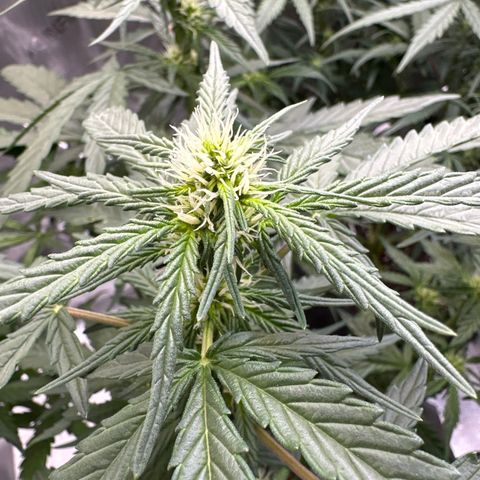 Tiny  growlog photo: Defoliated 