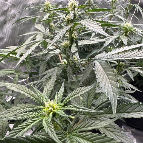 Tiny  growlog photo: Defoliated 