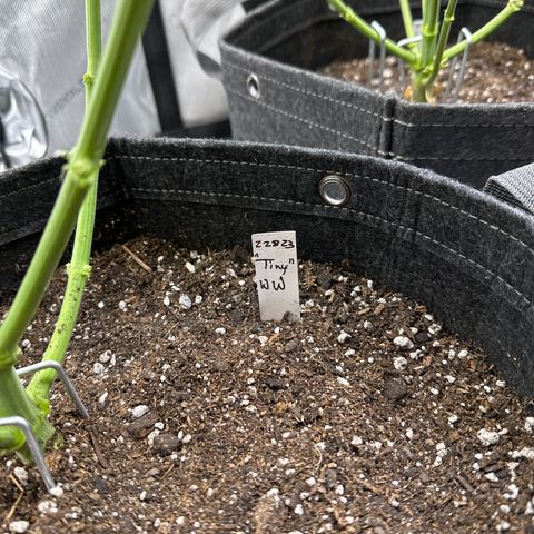 Tiny  growlog photo: Defoliated 