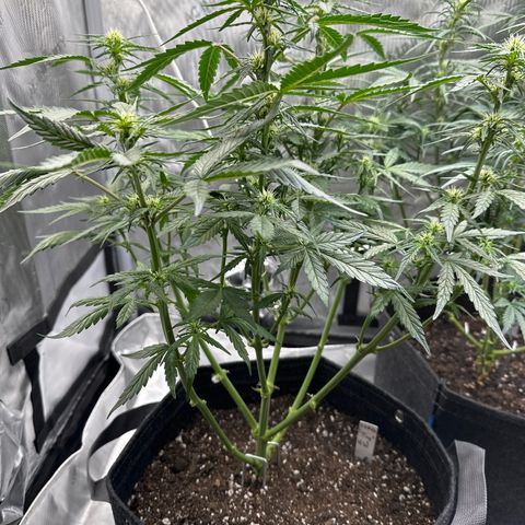 Tiny  growlog photo: Defoliated 
