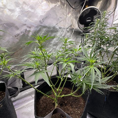 Tiny  growlog photo: defoliation day