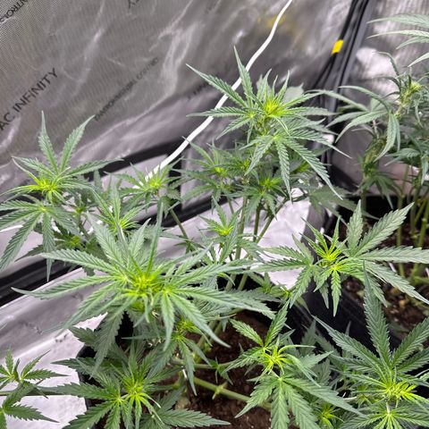 Tiny  growlog photo: defoliation day