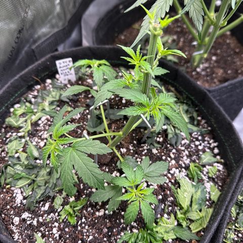 Sweet Tooth - ILGM growlog timeline photo