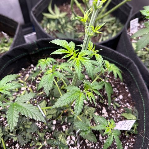 Cherry Pie - ILGM growlog timeline photo