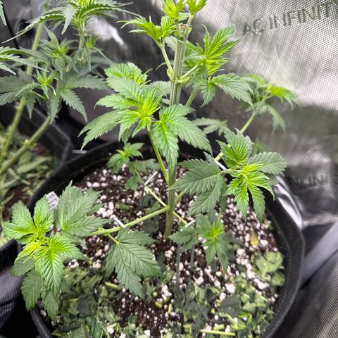 Cherry Pie - ILGM growlog timeline photo