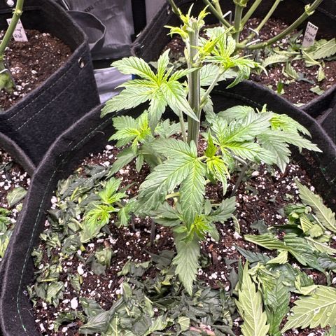 Cherry Pie - ILGM growlog timeline photo