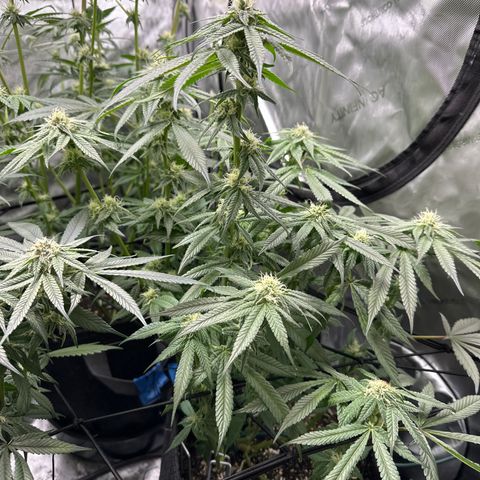 Miri Miri growlog timeline photo