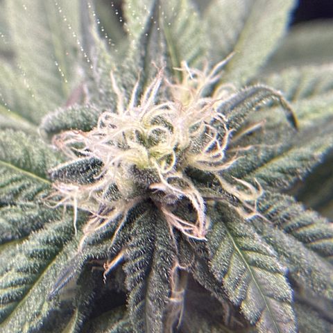 Miri Miri growlog timeline photo