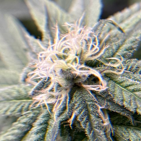 Miri Miri growlog timeline photo