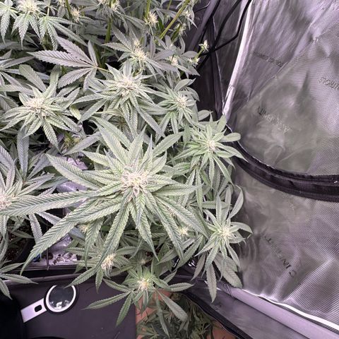 Miri Miri growlog timeline photo