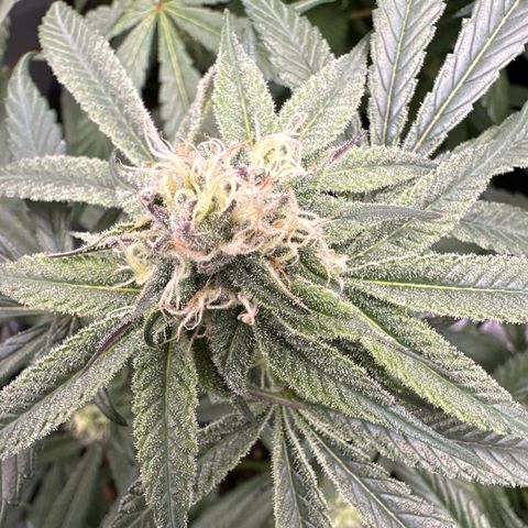 Michelle growlog timeline photo