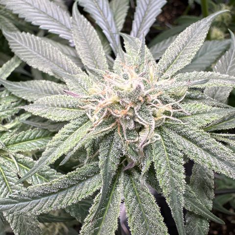 Michelle growlog timeline photo