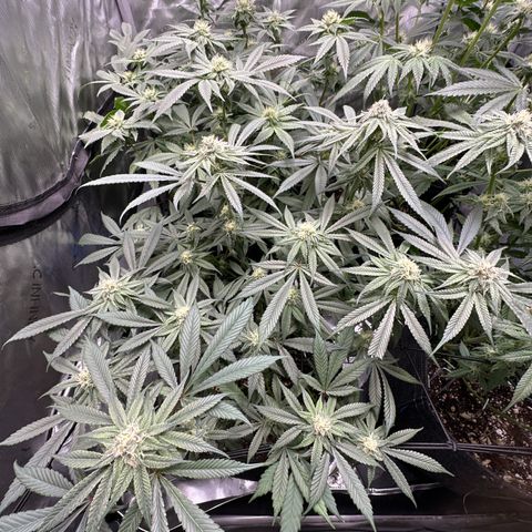 Michelle growlog timeline photo