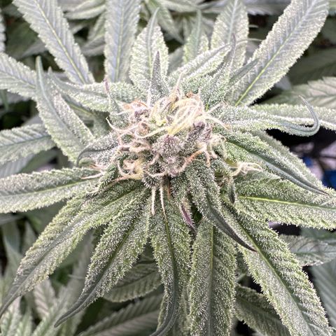 Michelle growlog timeline photo