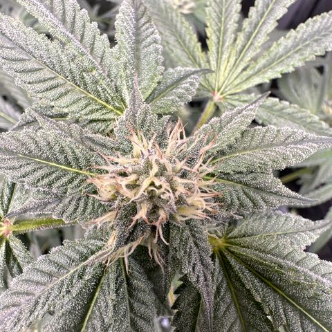 Iraida  growlog timeline photo