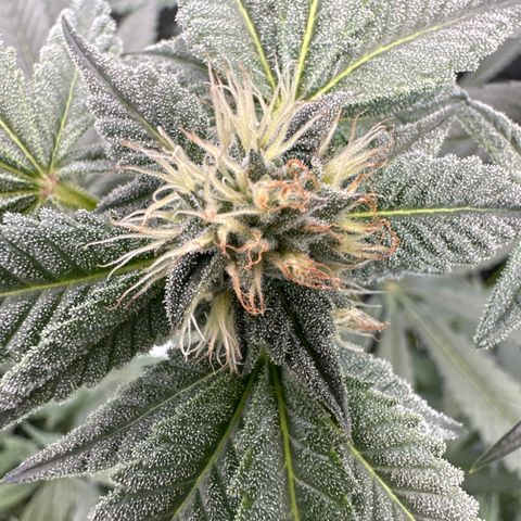Iraida  growlog timeline photo