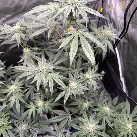Iraida  growlog timeline photo
