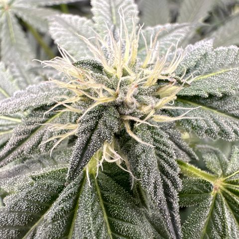 Iraida  growlog timeline photo