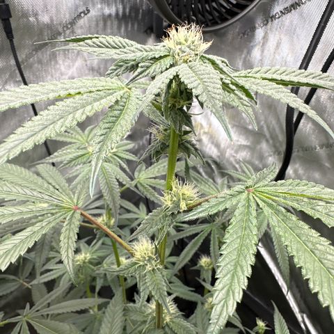 Iraida  growlog timeline photo