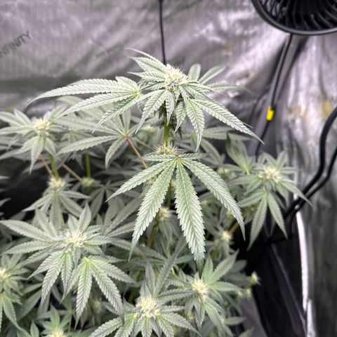 Iraida  growlog timeline photo