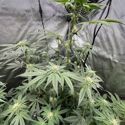 Iraida  growlog timeline photo