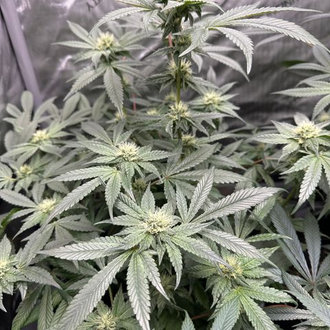 Rebecca  growlog timeline photo