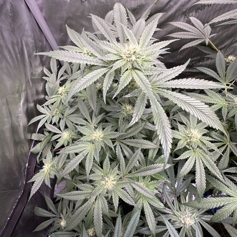 Rebecca  growlog timeline photo